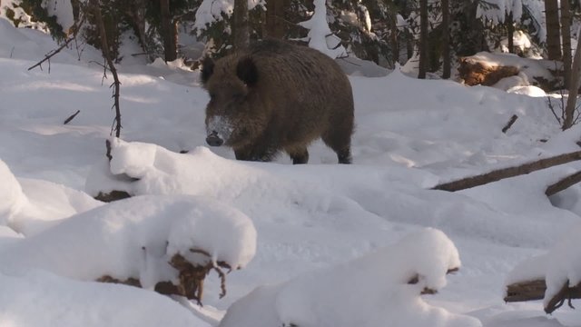 Wildschweine im Winterwald