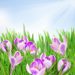 Obraz na płótnie Canvas krokusy wiosna