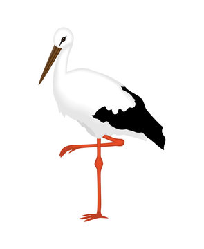 White Stork of a white background, vector illustration