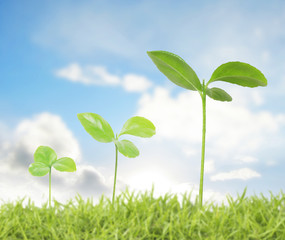 plant in a grass