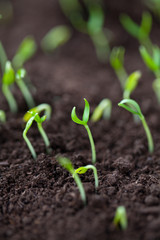 paprika seedlings