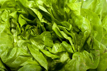 Fresh green Lettuce salad isolated on white background