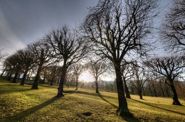 Obraz premium Linden