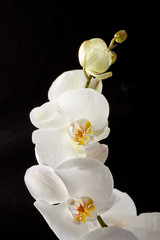 Fototapeta na wymiar White orchid isolated on black