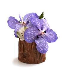 Orchis in wooden vase