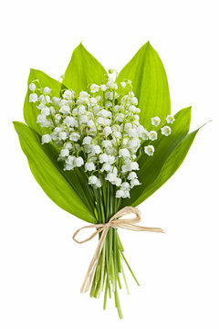Lily-of-the-valley flowers on white