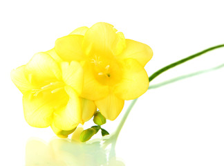 Yellow freesia flower, isolated on white