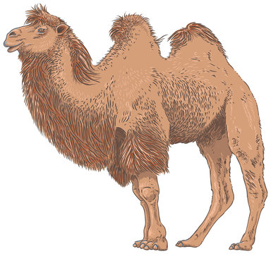Camel