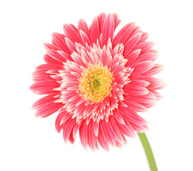 Beautiful Gerber flower isolated on white
