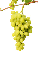 Green grapes on vine