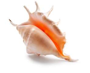 Seashell in close-up isolated on a white
