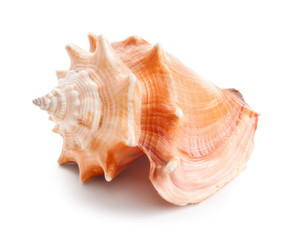 Seashell in close-up isolated on a white