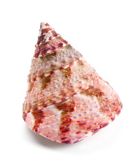 Seashell in close-up isolated on a white