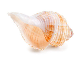 Seashell in close-up isolated on a white