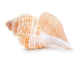 Seashell in close-up isolated on a white - 49741810