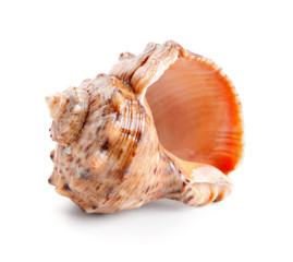 Seashell in close-up isolated on a white