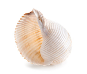 Seashell in close-up isolated on a white
