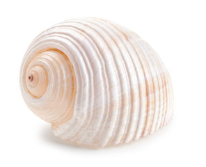 Seashell in close-up isolated on a white