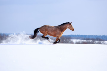 Naklejka premium Trakehner light-bay mare in snow field