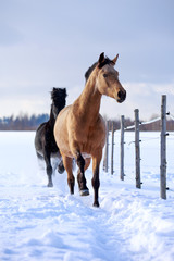 light-bay and black horses at winter