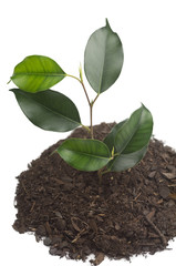 plant