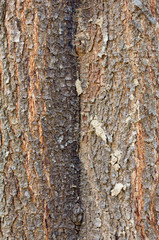 Texture of tree bark