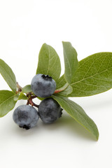 ブルーベリー