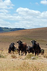 Bulls in field, Medina Sidonia, Andalusia © Arena Photo UK