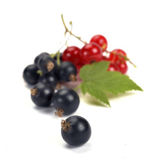 black currants with leaves