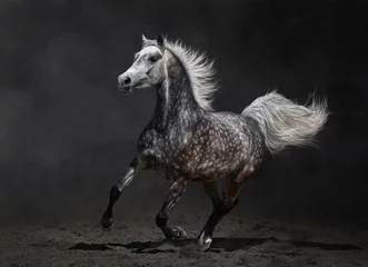 Rolgordijnen Paard Grijze Arabische paard galoppeert op donkere achtergrond