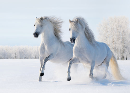 Fototapeta Fototapeta Dwa białego konia galopują po śnieżnym polu na wymiar