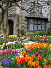 Photo sur Plexiglas Narcisse front yard with spring flowers