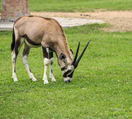 Male Eland in the Park