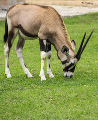 Male Eland in the Park