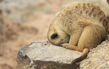 Watching little wild suricate meerkat