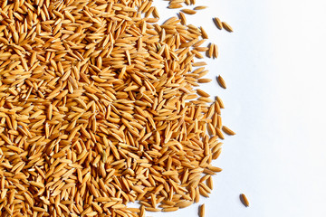 Golden Rice in Thailand.