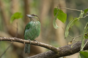 Green-eared Barbet Bird Close up