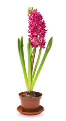 Pink hyacinth in a pot