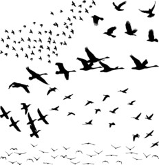 Obraz na płótnie Canvas Silhouette stado ptaków