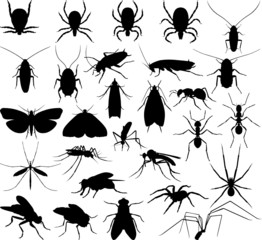Silhouette household pests