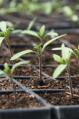 Tomato seedlings in pot
