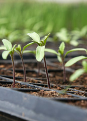 Tomato seedlings in pot