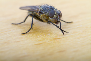 Close up of a  House Fly