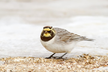 Horned Lark Looking