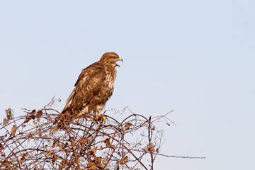Common Buzzard Calling