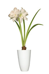 amaryllis blanc en pot