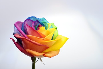 Close up of rainbow rose flower - obrazy, fototapety, plakaty