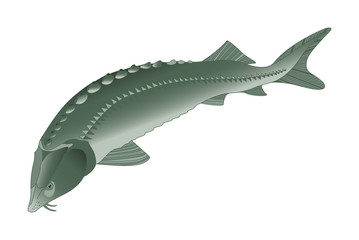 sturgeon