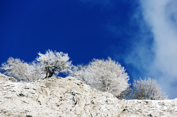 Frozen trees on rocky cliff