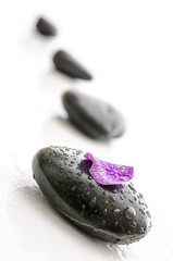 Flower petal on black pebbles with water drops